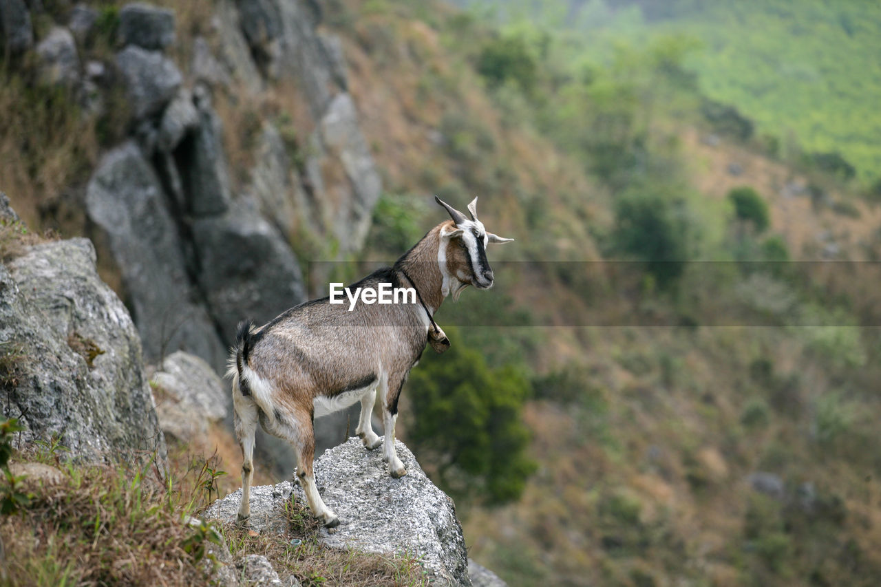 Side view of an animal on rock