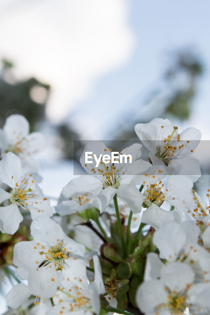 CLOSE-UP OF FRESH WHITE CHERRY BLOSSOM TREE