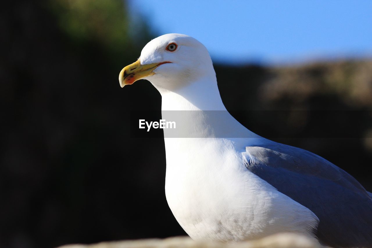 CLOSE-UP OF SEAGULL LOOKING AWAY OUTDOORS