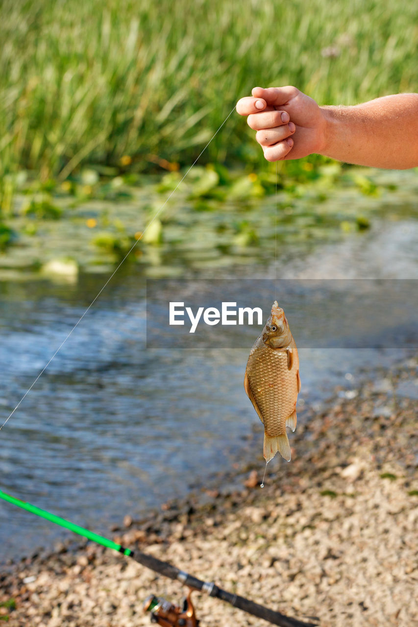 A fisherman's hand holds caught fish on fishing line against the background of summer pond in blur.