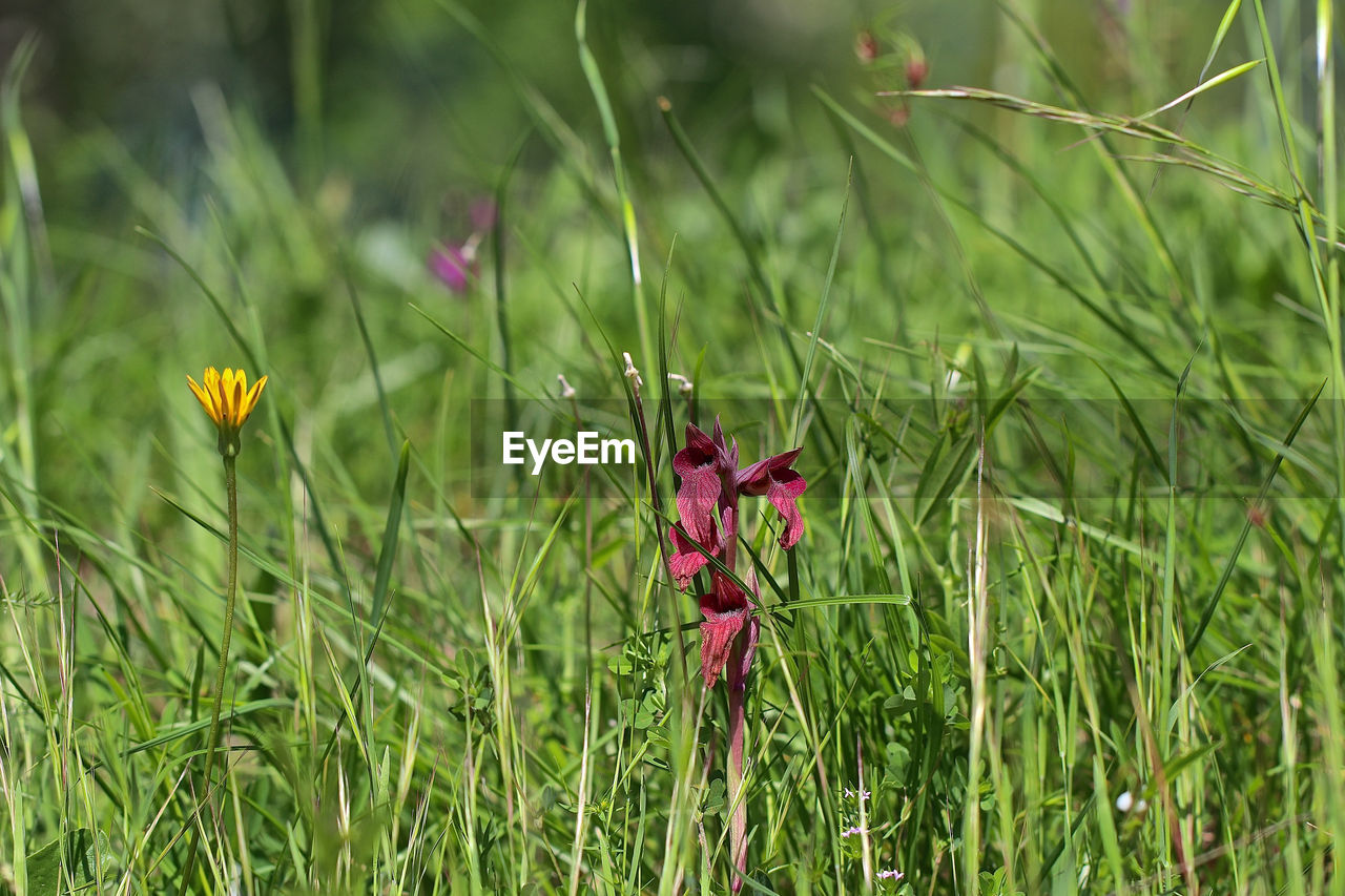 CLOSE-UP OF RED FLOWERING PLANT ON FIELD