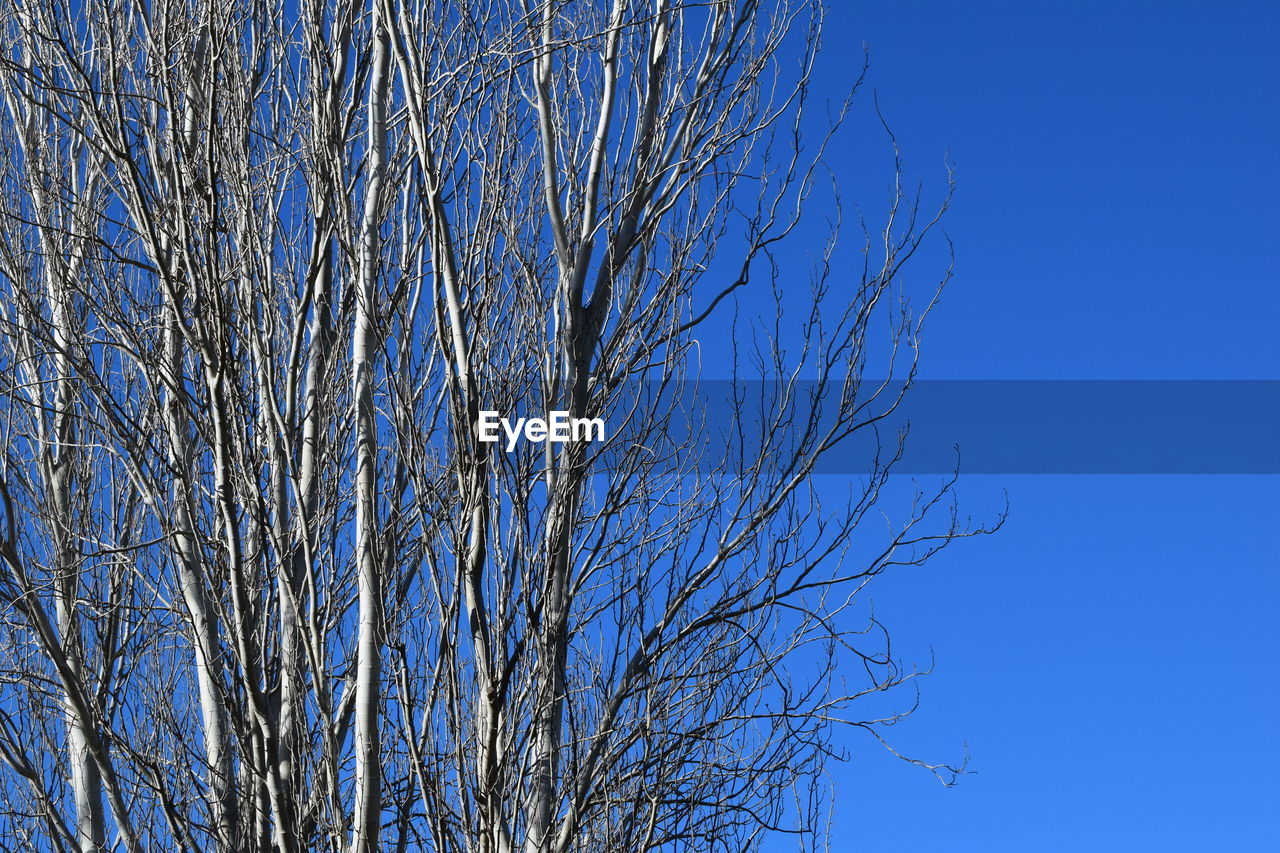 LOW ANGLE VIEW OF BARE TREE AGAINST SKY