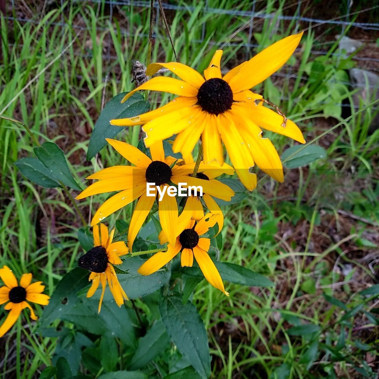 CLOSE-UP OF YELLOW FLOWERS IN GARDEN