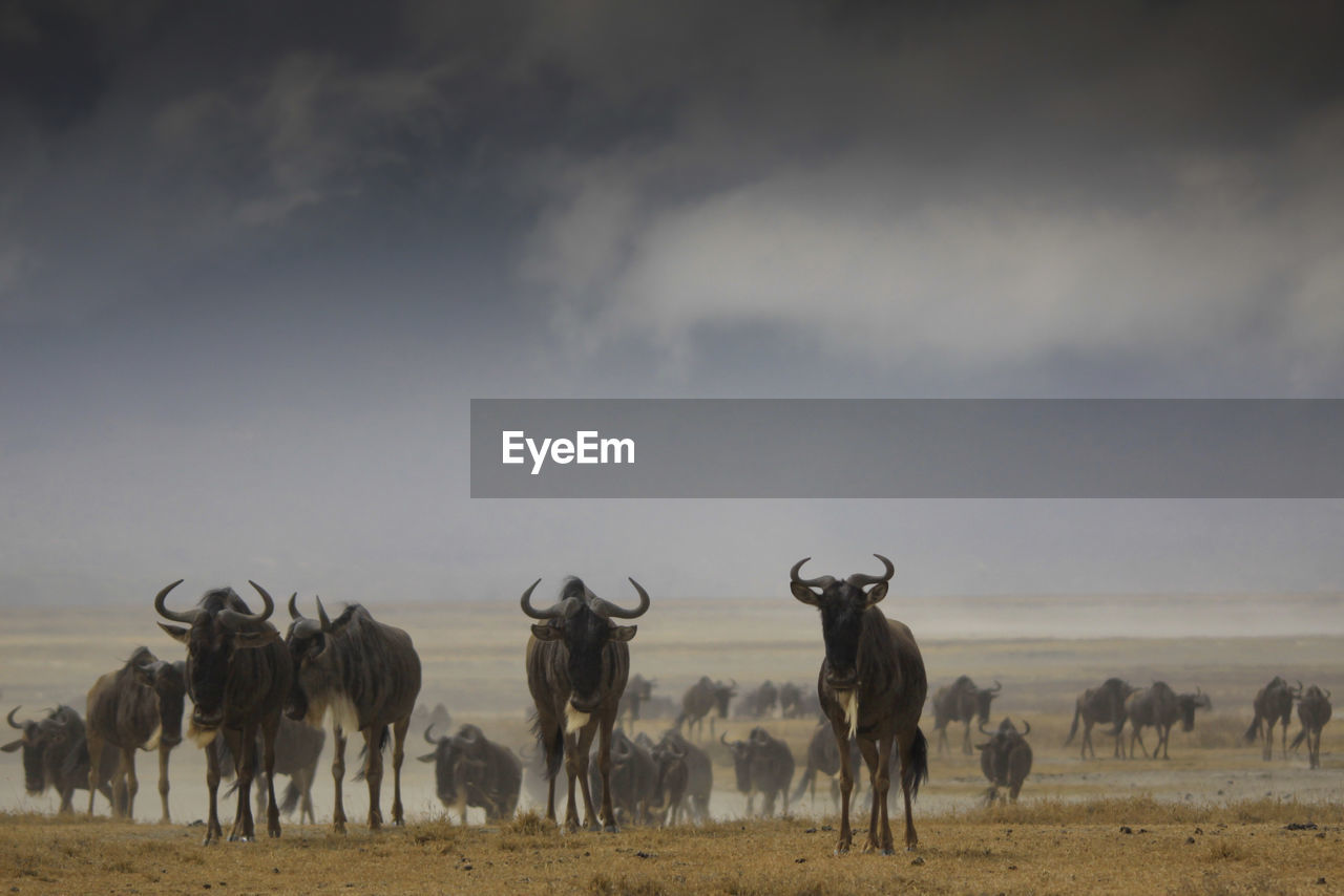 Deer standing on field against sky