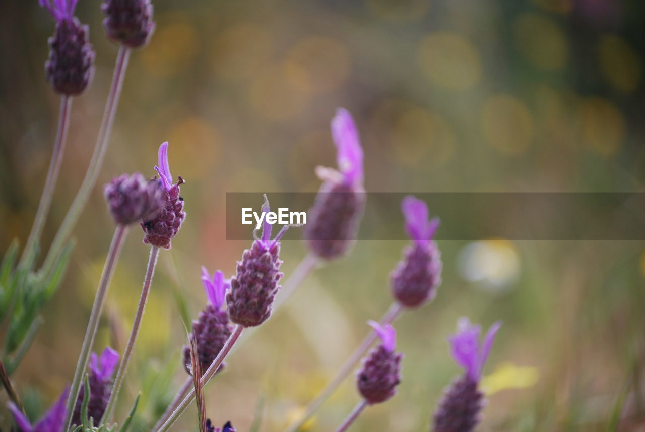 Close-up of purple flowers blooming outdoors