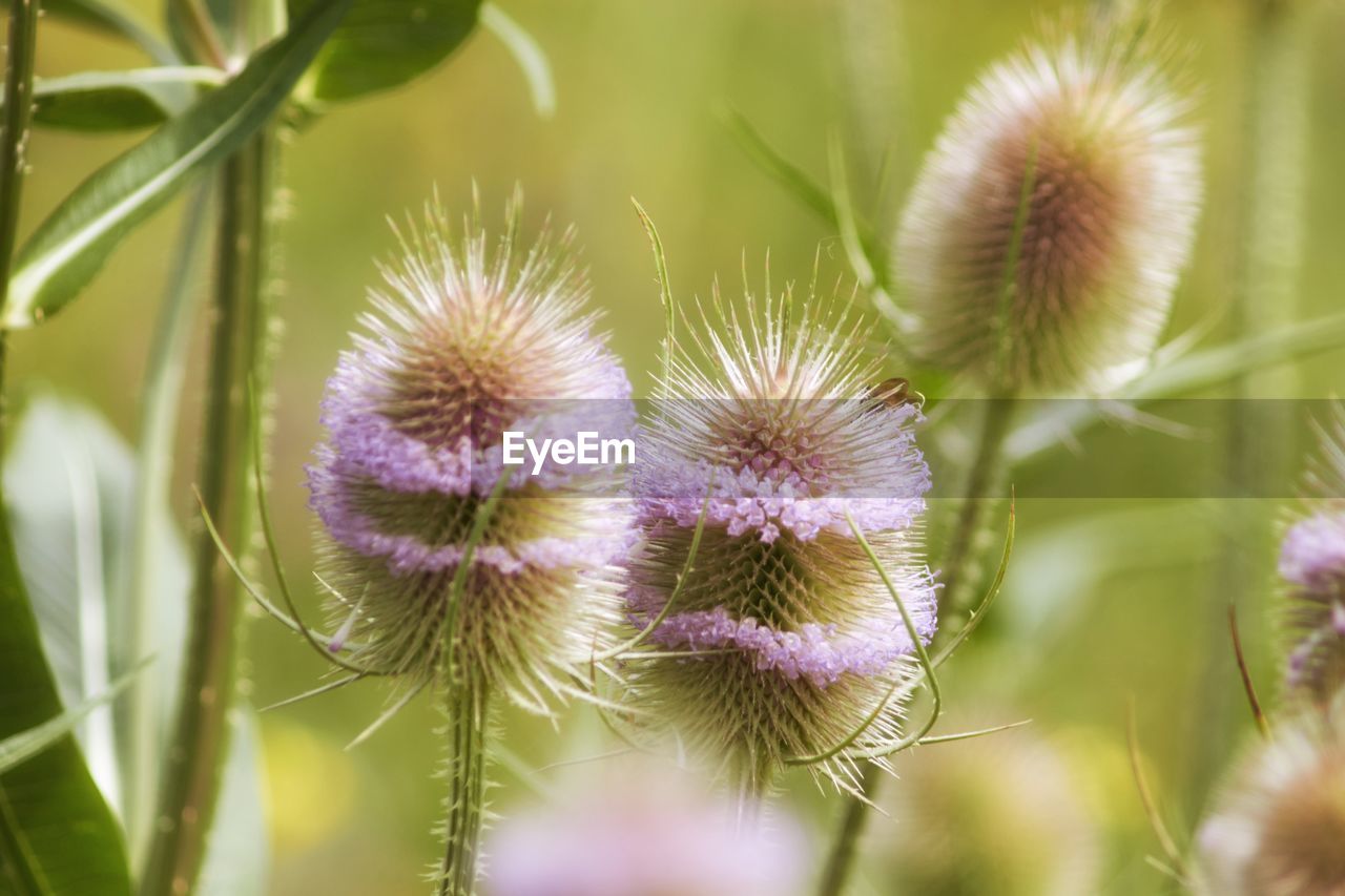 Thistle flowers blooming on field