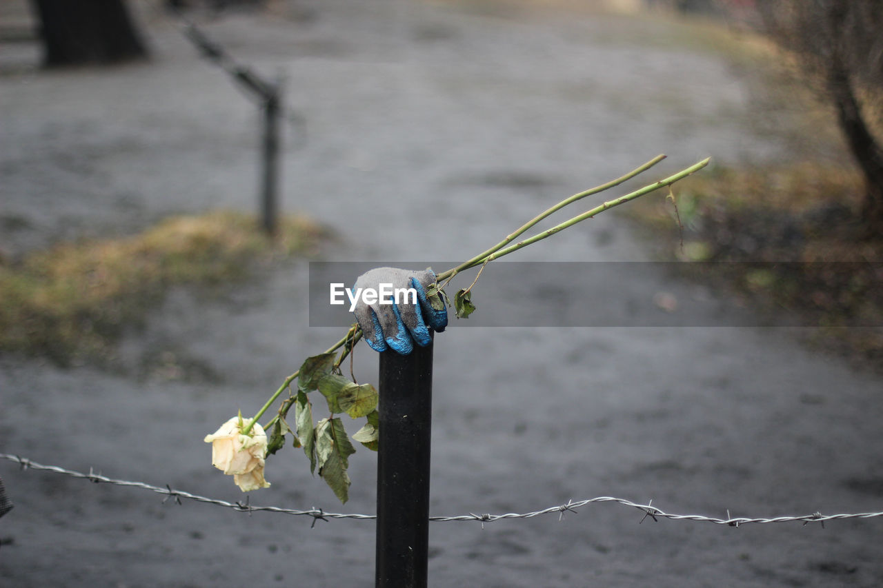 Kyiv, ukraine - 6th of march, 2014. a glove with a white rose memorial. ukrainian war with russia. 