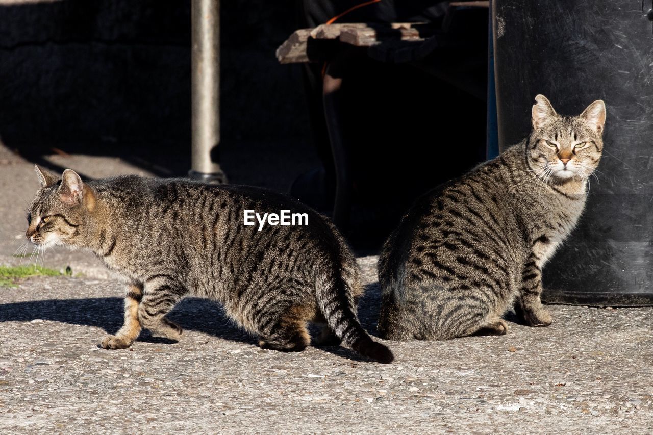 CATS SITTING BY CAT