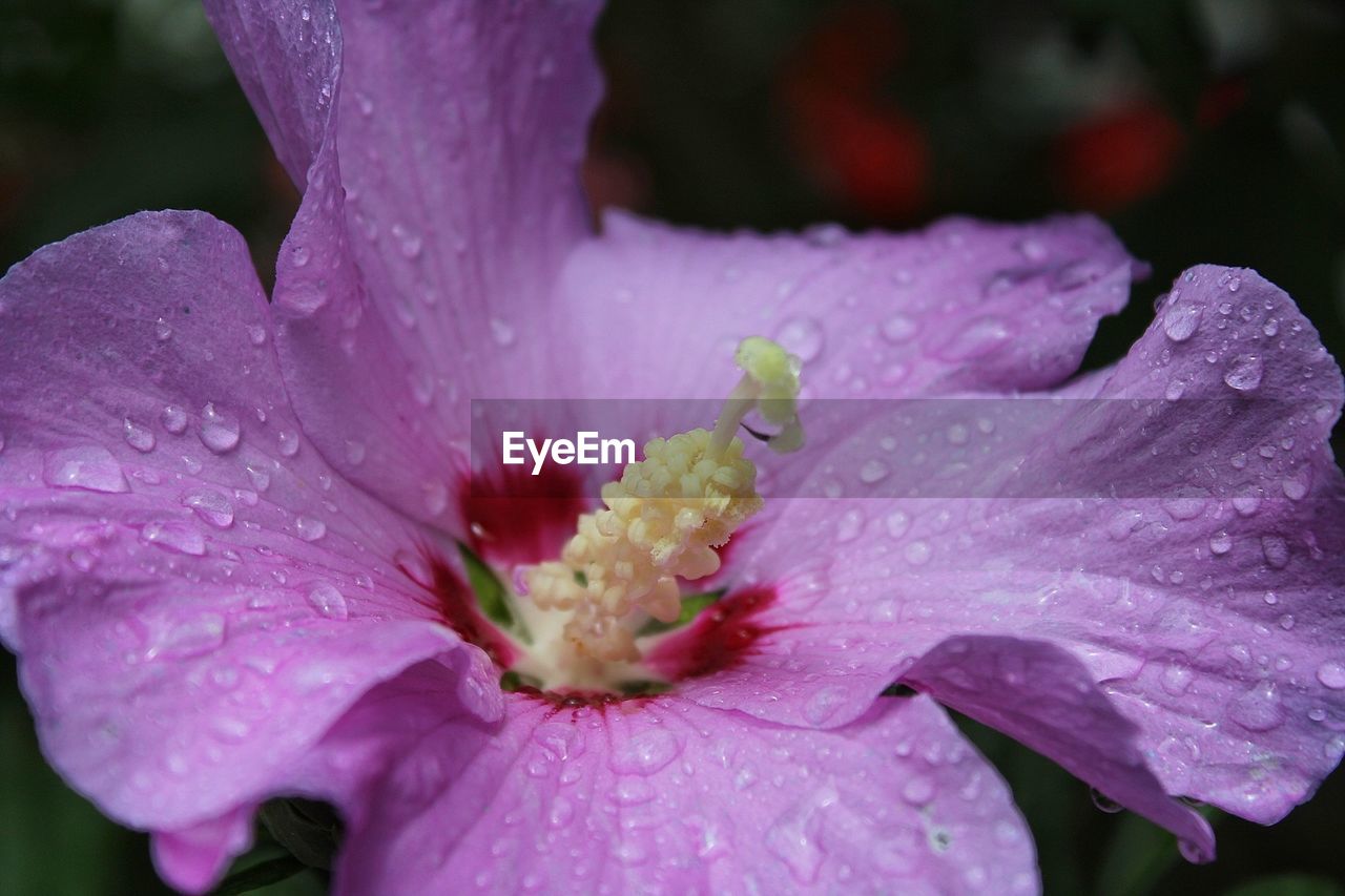 CLOSE-UP OF WATER DROPS ON FRESH FLOWER