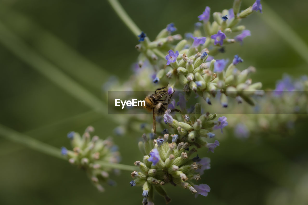 flower, flowering plant, plant, animal wildlife, animal themes, insect, animal, beauty in nature, freshness, wildlife, fragility, one animal, close-up, nature, growth, macro photography, petal, bee, flower head, purple, no people, focus on foreground, pollination, blossom, selective focus, springtime, honey bee, herb, day, wildflower, food, lilac, outdoors, lavender, inflorescence, botany, animal wing, symbiotic relationship