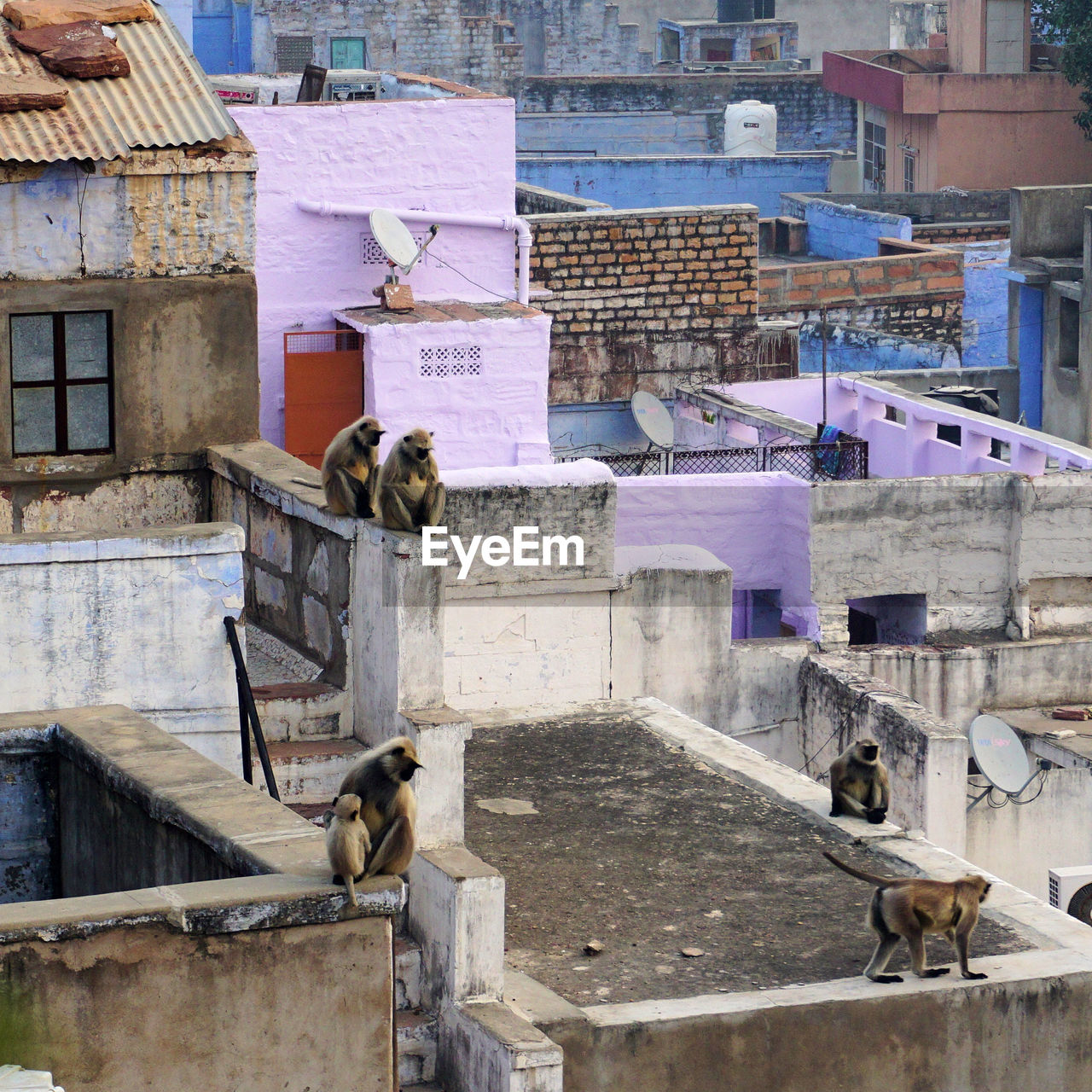 Flat colorful rooftops with many monkeys are a traditional view in the blue city jodhpur, india