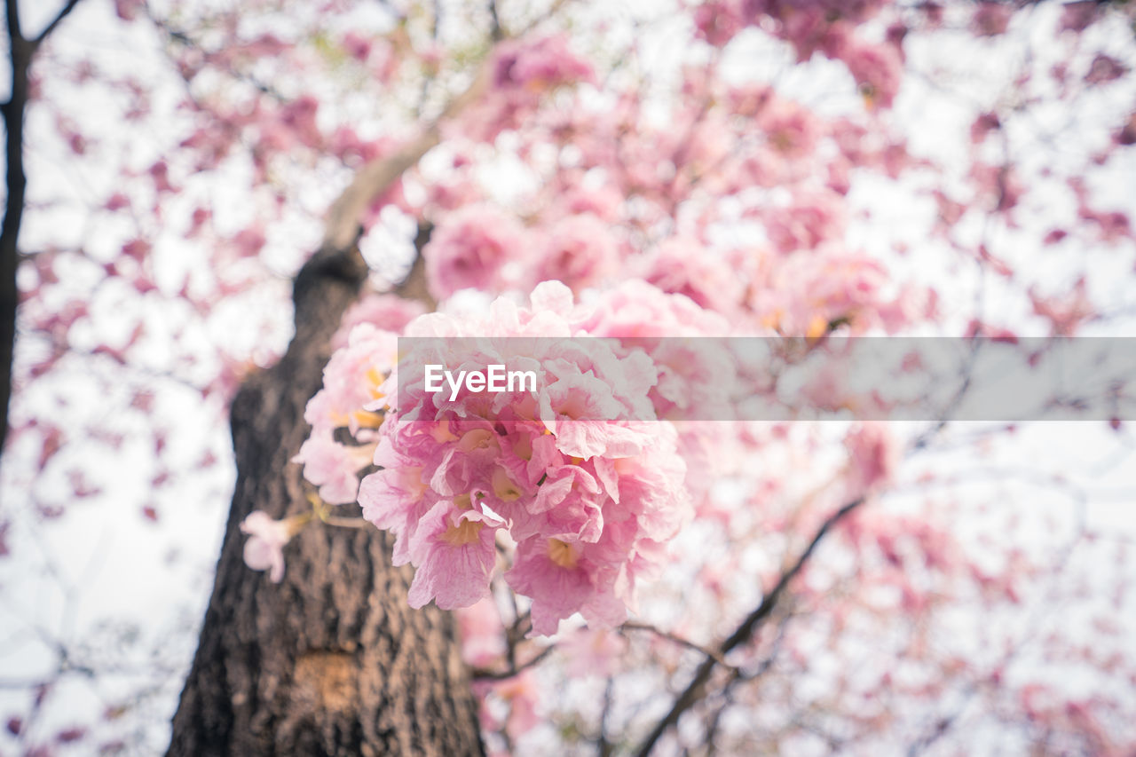 Selective focus of beautiful branches of sakura pink on the tree, pink flowers in the park.