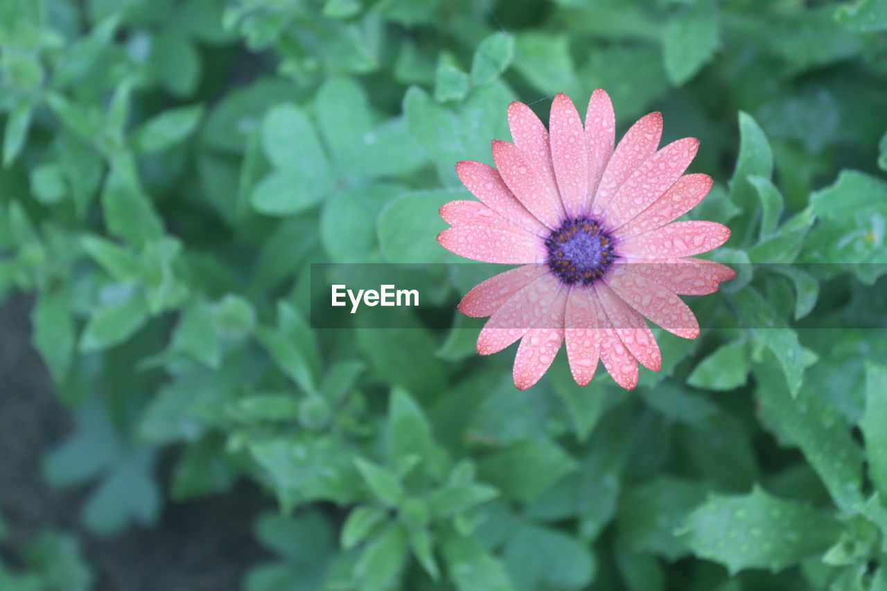 flower, flowering plant, plant, freshness, beauty in nature, flower head, petal, inflorescence, plant part, leaf, nature, growth, close-up, pink, fragility, green, no people, outdoors, pollen, day, summer, magenta, botany, focus on foreground, springtime