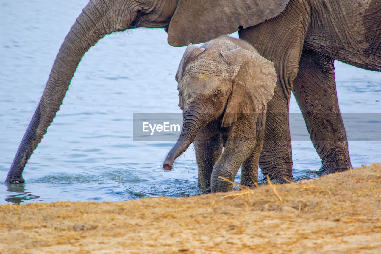 close-up of elephants
