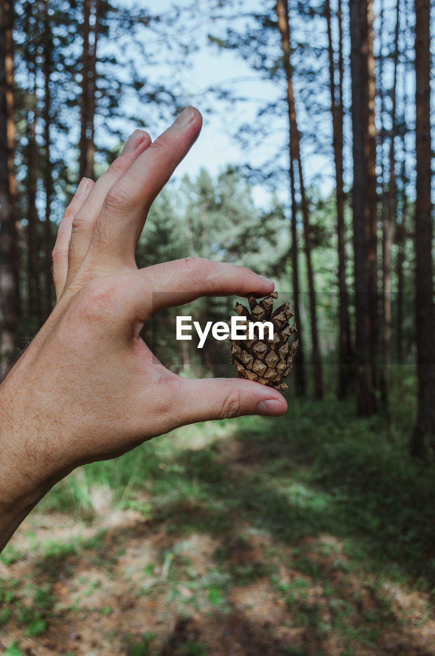Dry spruce cone in hand