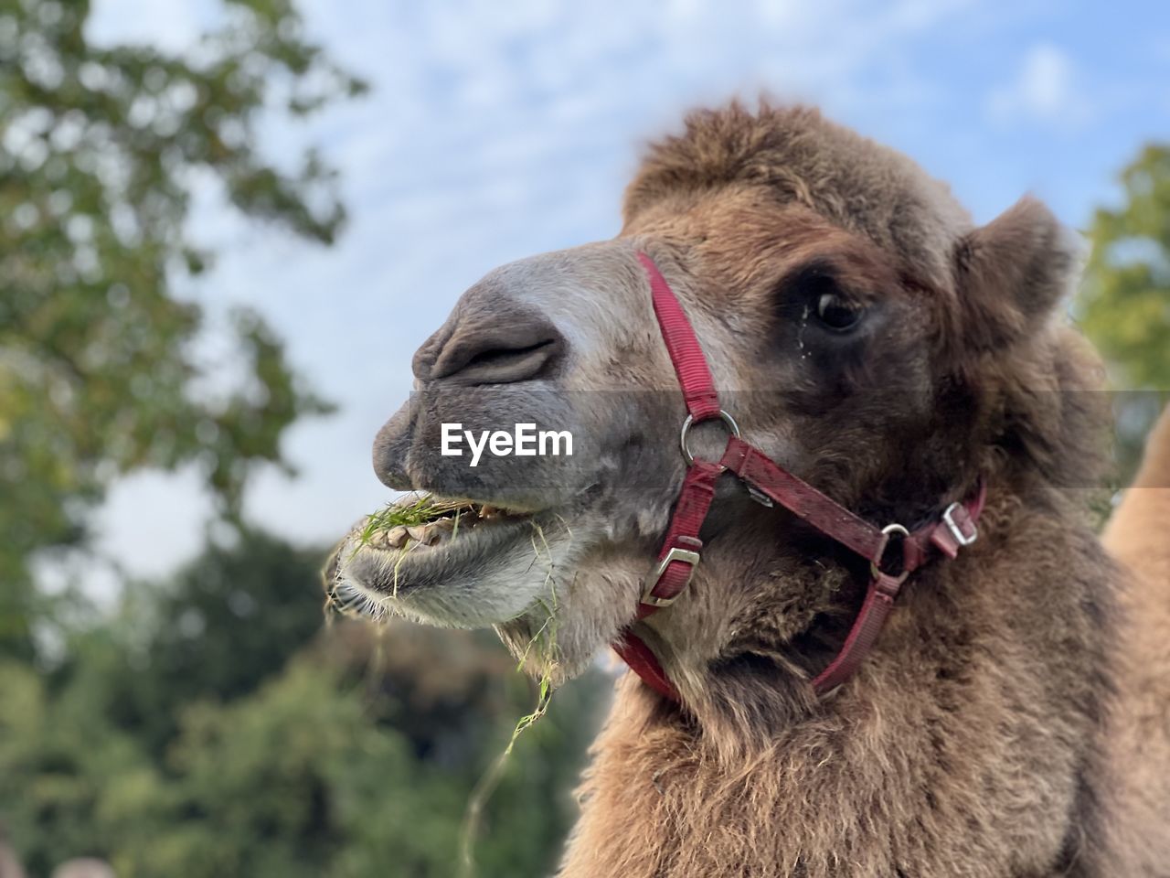 camel, animal themes, animal, mammal, one animal, arabian camel, domestic animals, animal body part, pet, animal head, close-up, focus on foreground, no people, portrait, working animal, livestock, nature, day, outdoors, sky, animal wildlife, plant, bridle, agriculture, brown, llama