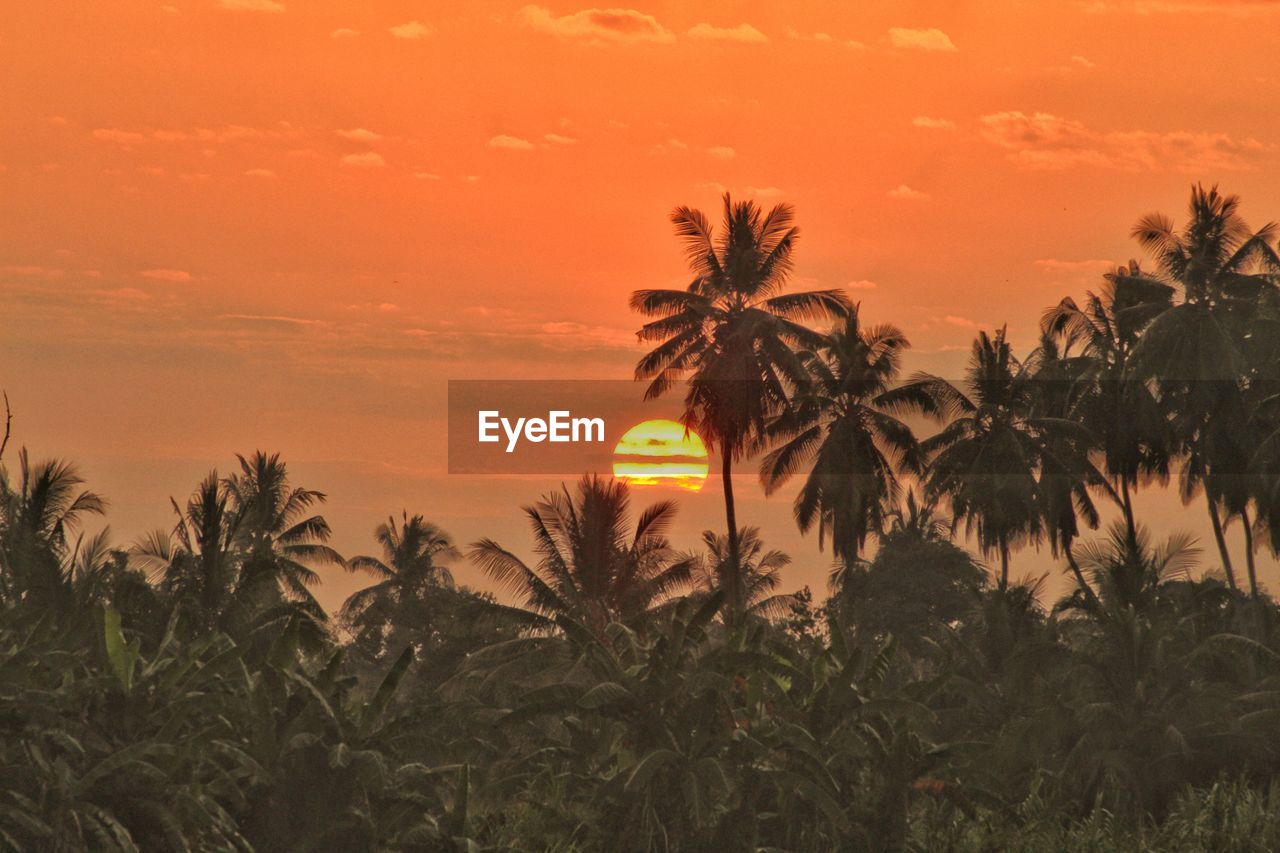 Silhouette coconut trees against orange sky