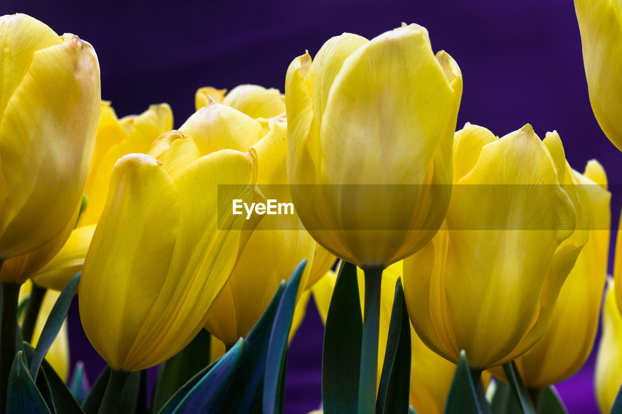 CLOSE-UP OF YELLOW TULIP WITH TULIPS