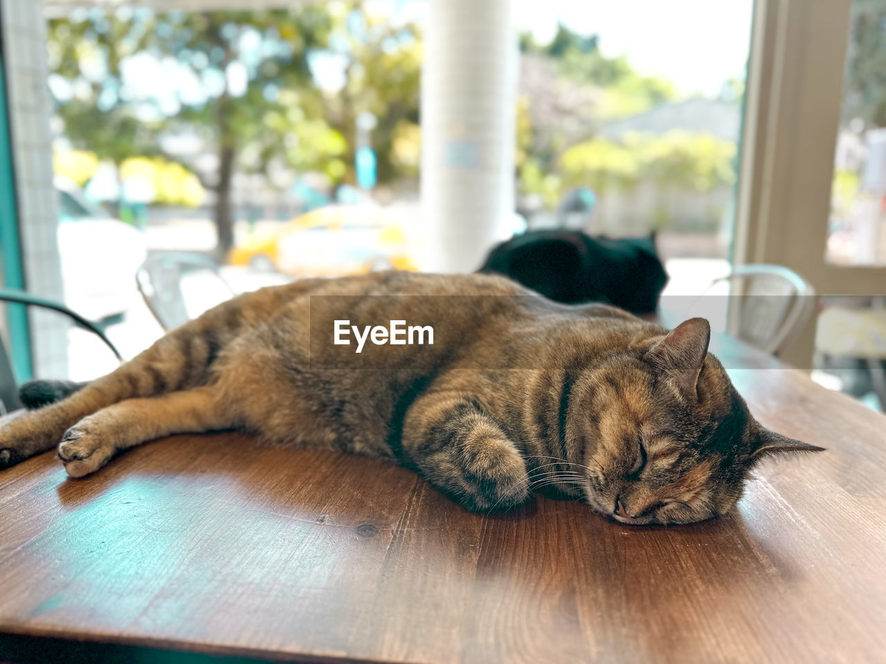 animal themes, animal, mammal, pet, one animal, domestic animals, relaxation, lying down, sleeping, cat, window, indoors, resting, feline, no people, domestic cat, canine, dog, day, table, home interior, flooring, eyes closed, tired, focus on foreground, nap, felidae, comfortable