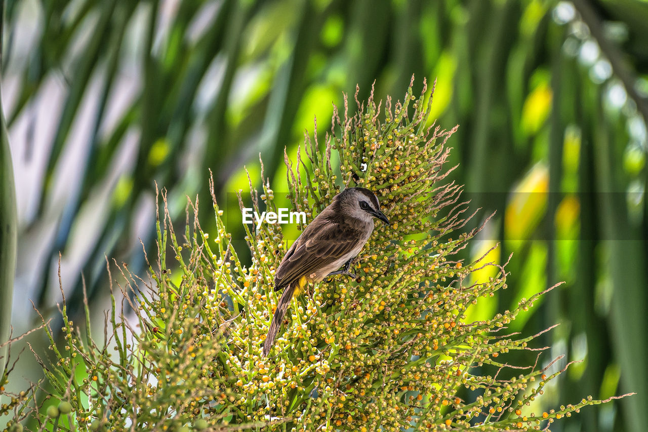 Close-up side view of a bird