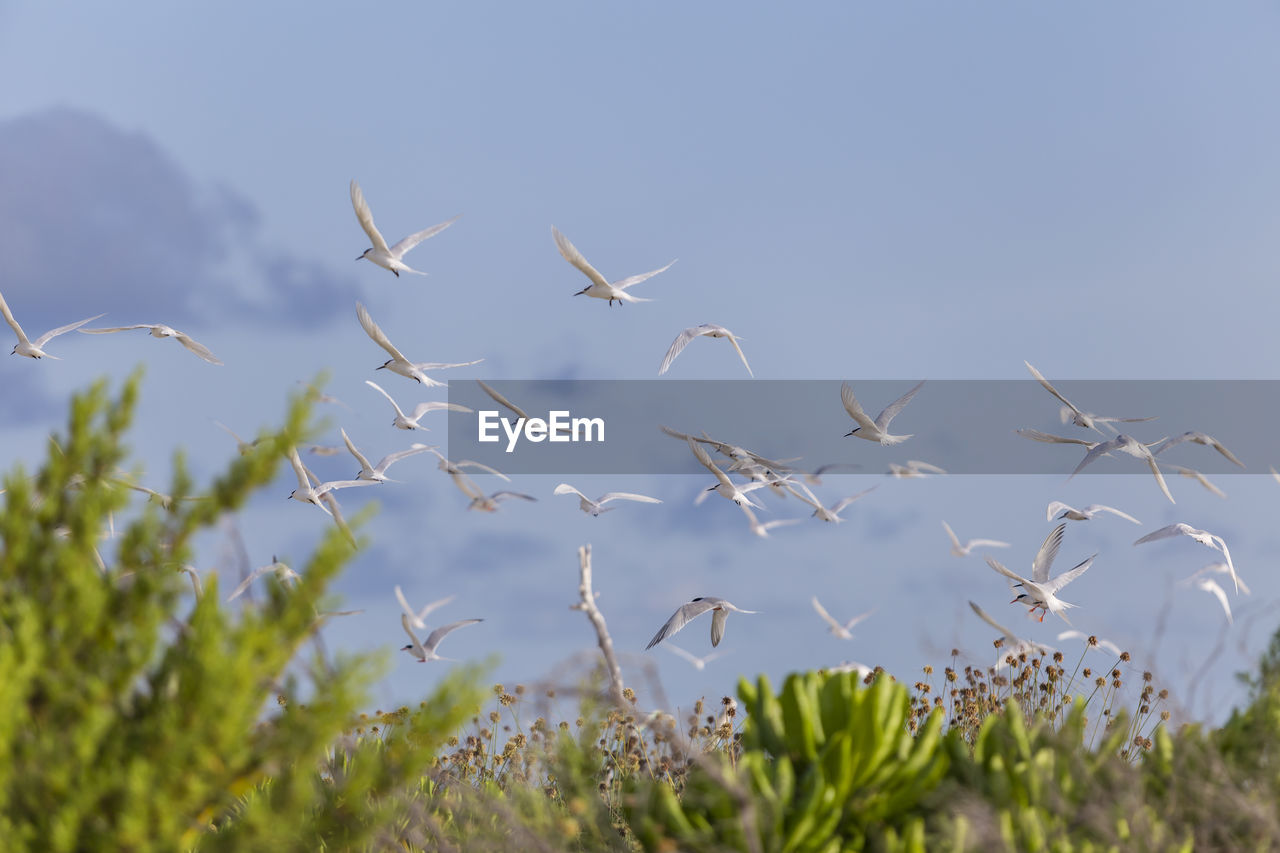 Black-naped tern fly in the sky