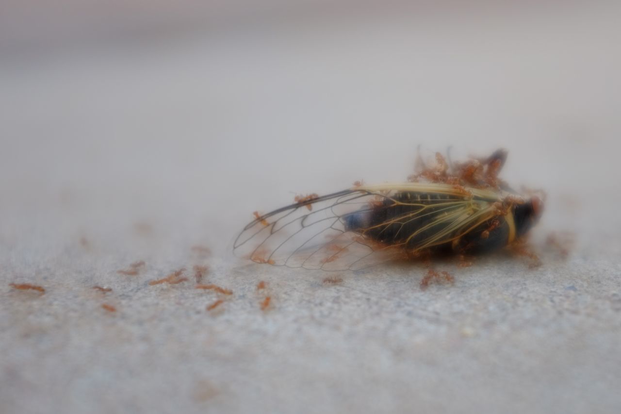 CLOSE-UP OF INSECT IN WHEAT