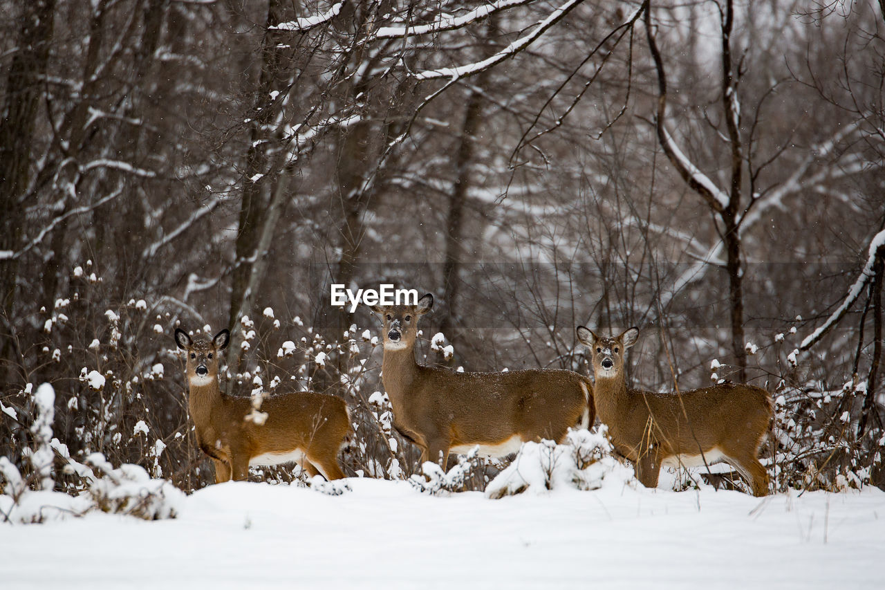 Three deers standing in forest in winter