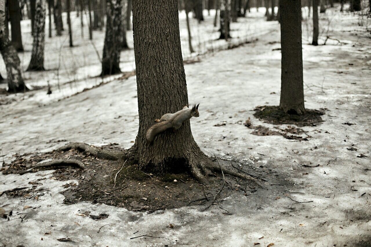 VIEW OF FOREST