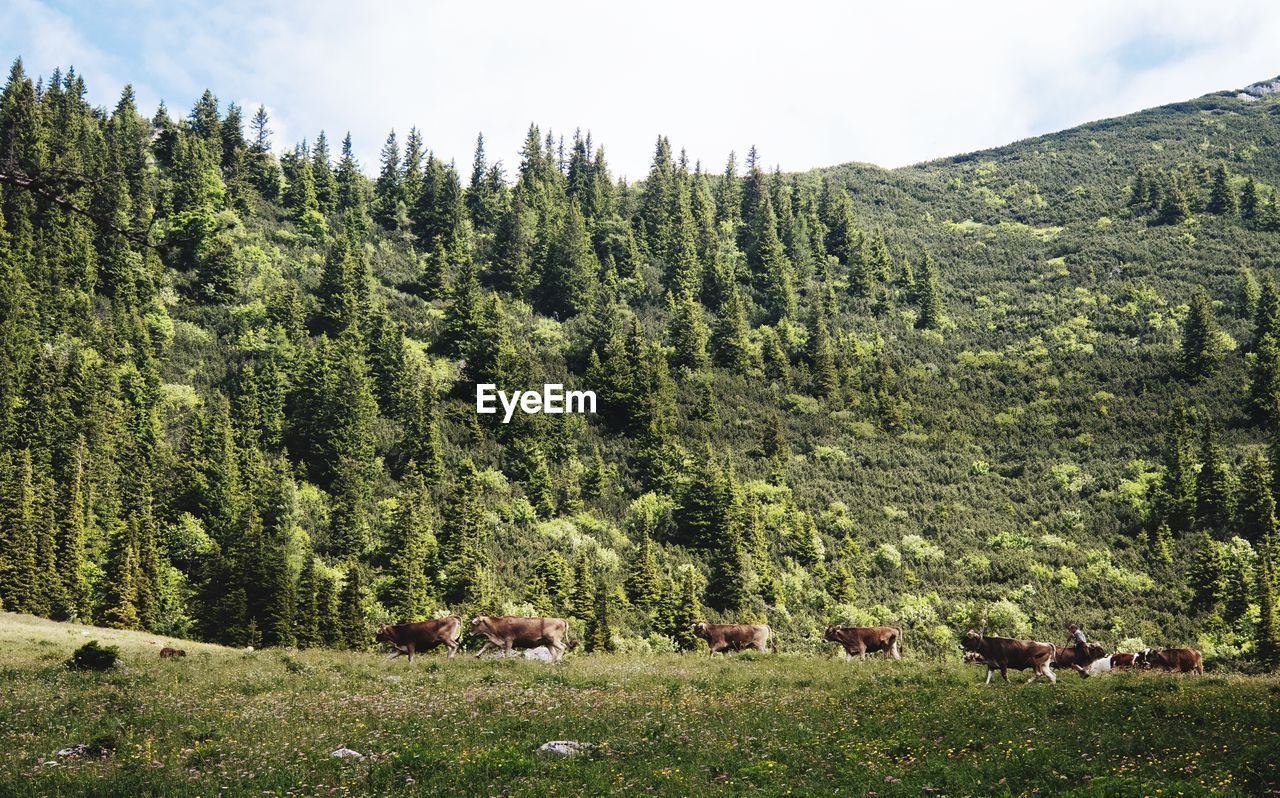 COWS GRAZING ON LANDSCAPE