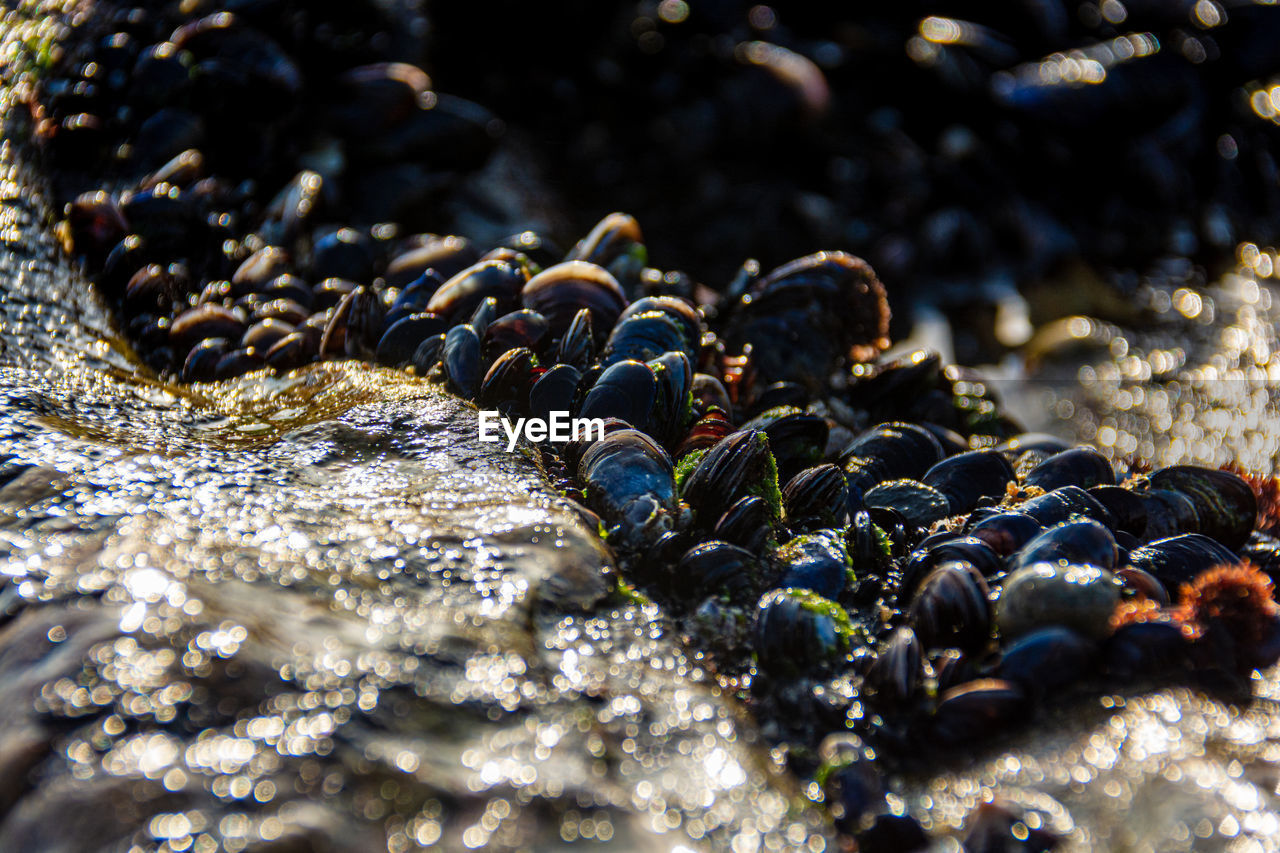 Close-up of pebbles on rock