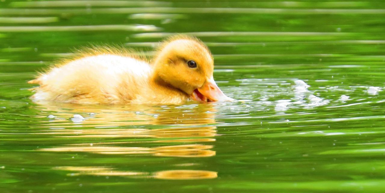 TWO SWIMMING IN WATER