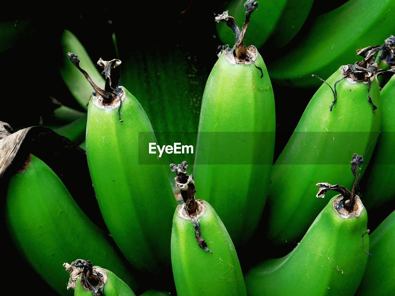 Close-up of bananas