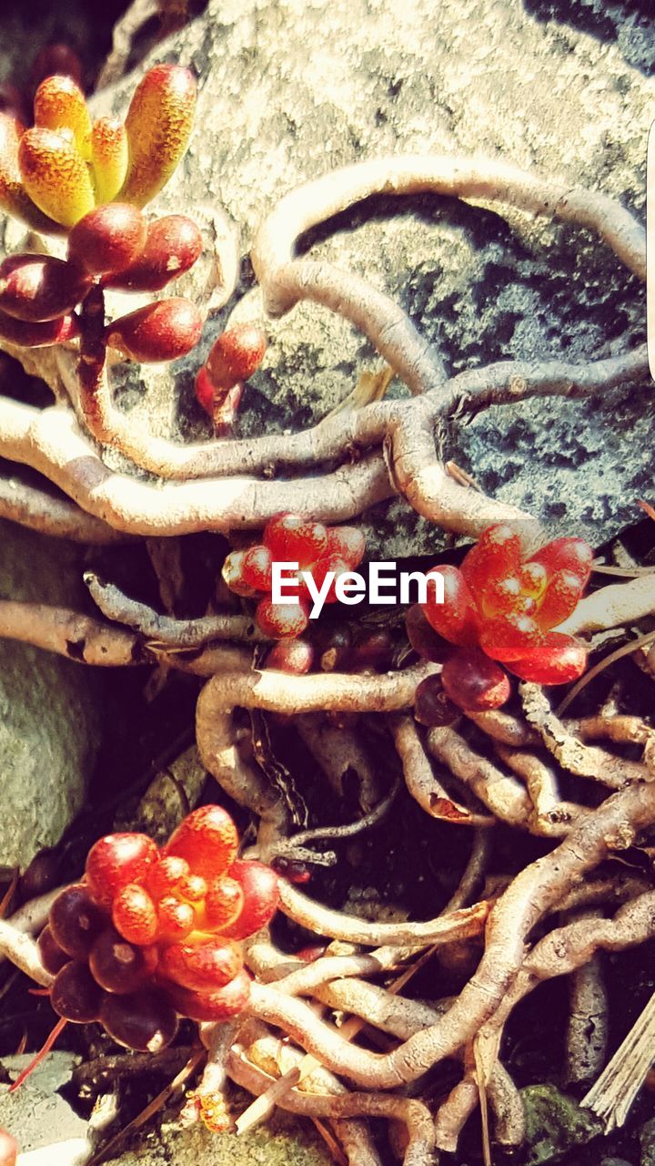 CLOSE-UP OF RED BERRIES