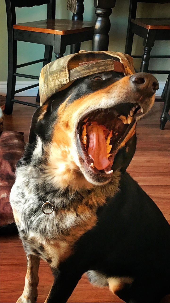 High angle view of bluetick coonhound wearing cap while yawning at home