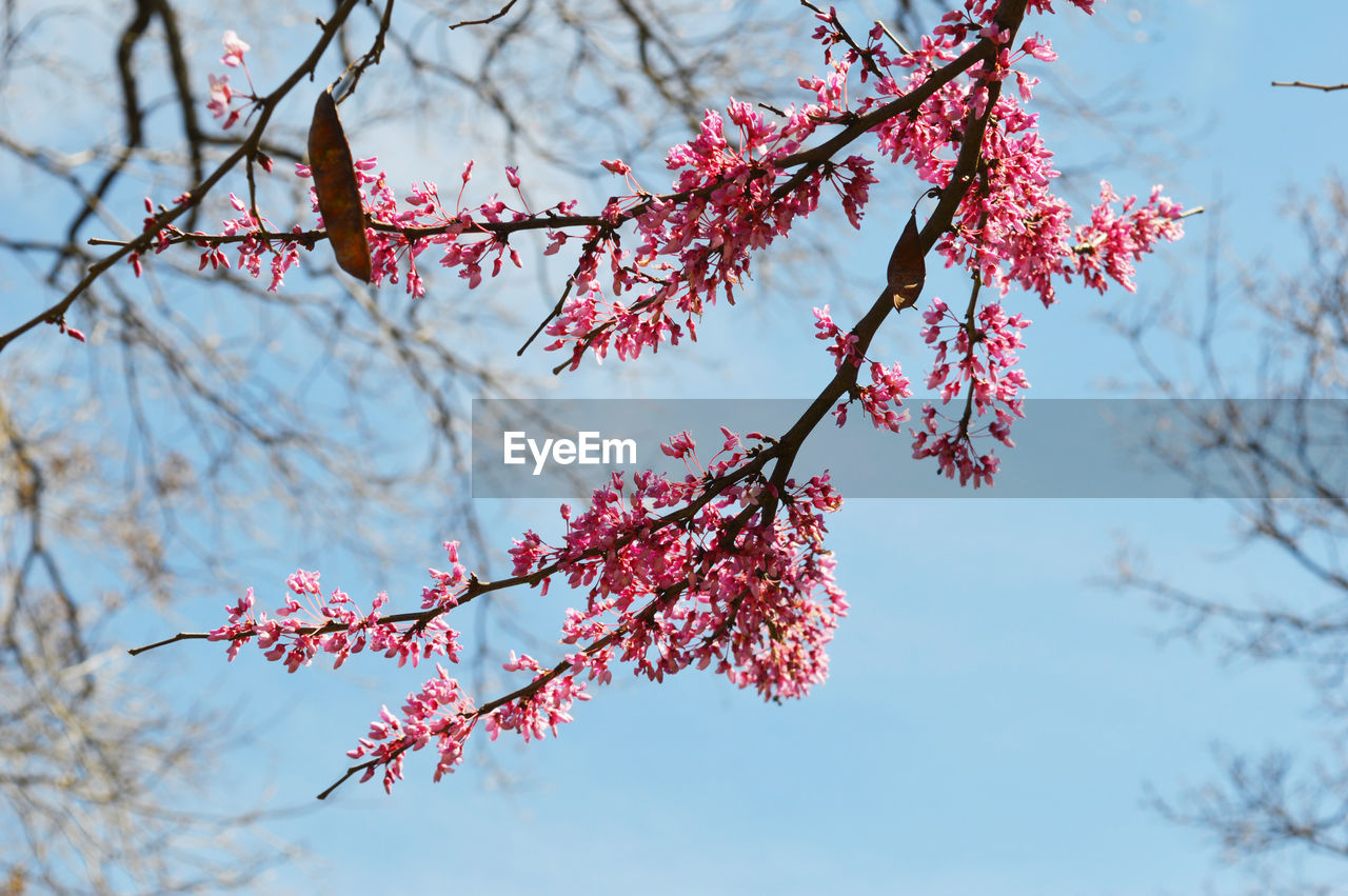 LOW ANGLE VIEW OF CHERRY BLOSSOM TREE AGAINST SKY