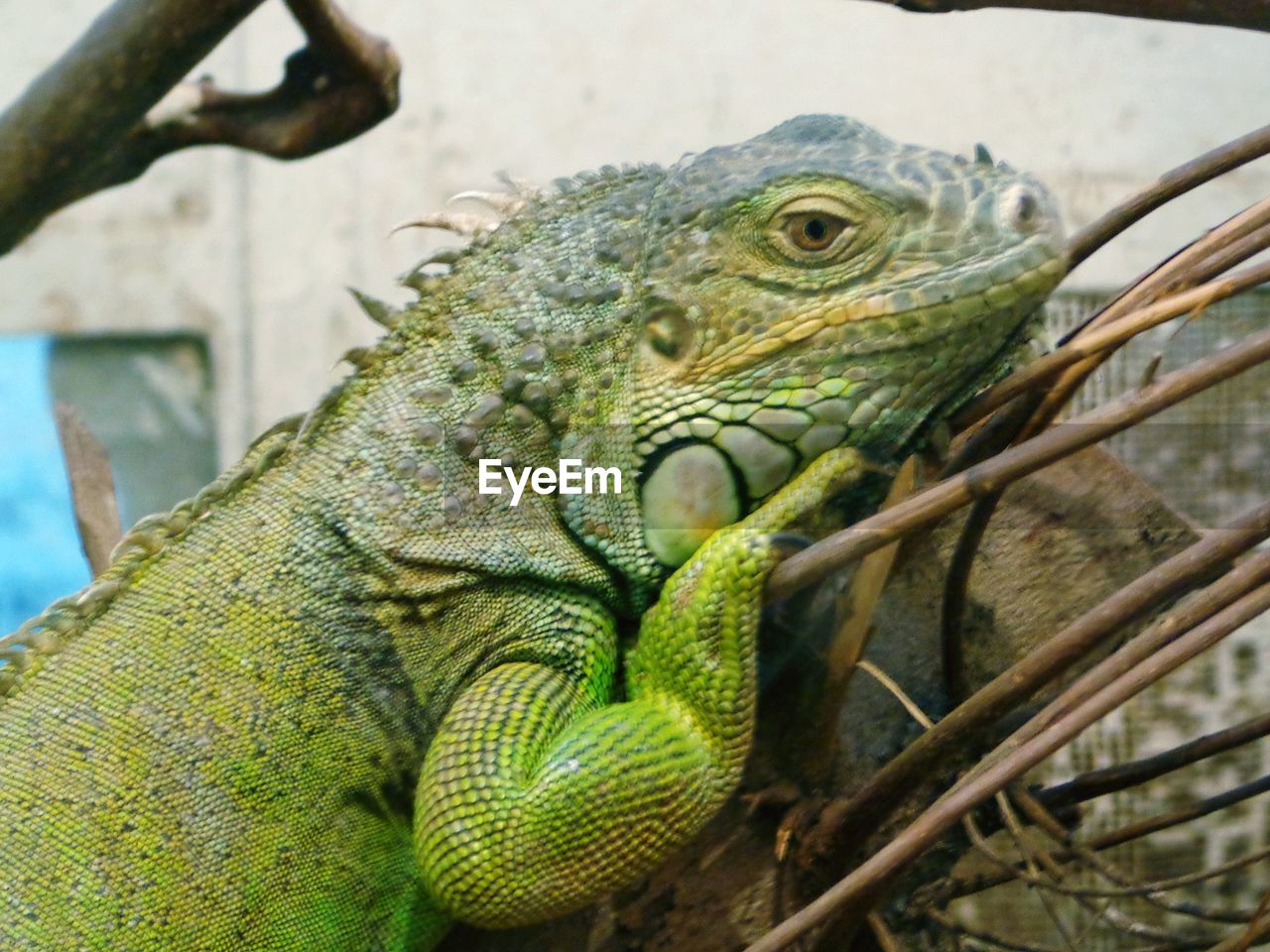 animal themes, animal, iguana, reptile, lizard, animal wildlife, iguania, one animal, wall lizard, wildlife, common chameleon, chameleon, no people, green, close-up, tree, animal body part, nature, branch, dragon lizard, day, outdoors, focus on foreground