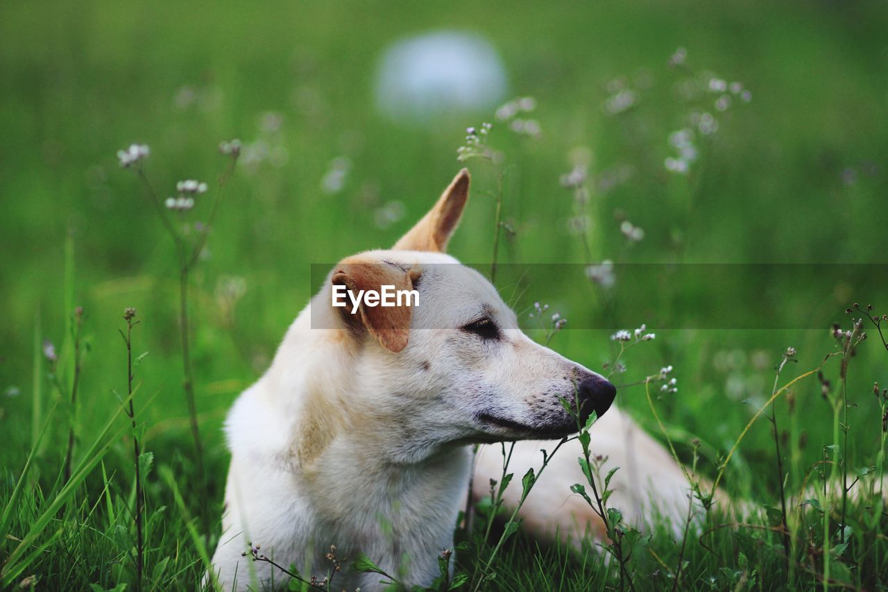 Close-up of dog on grass