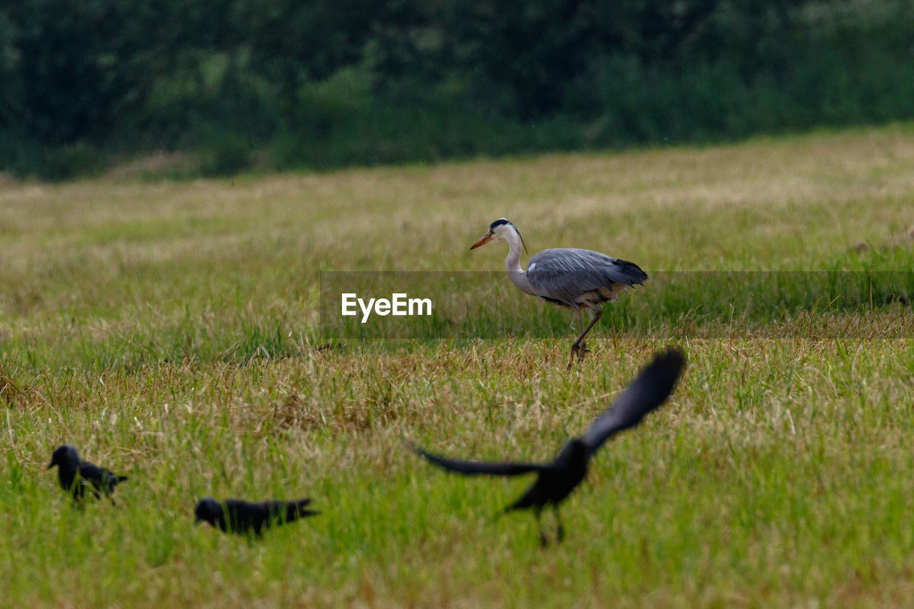 Bird perching on a field