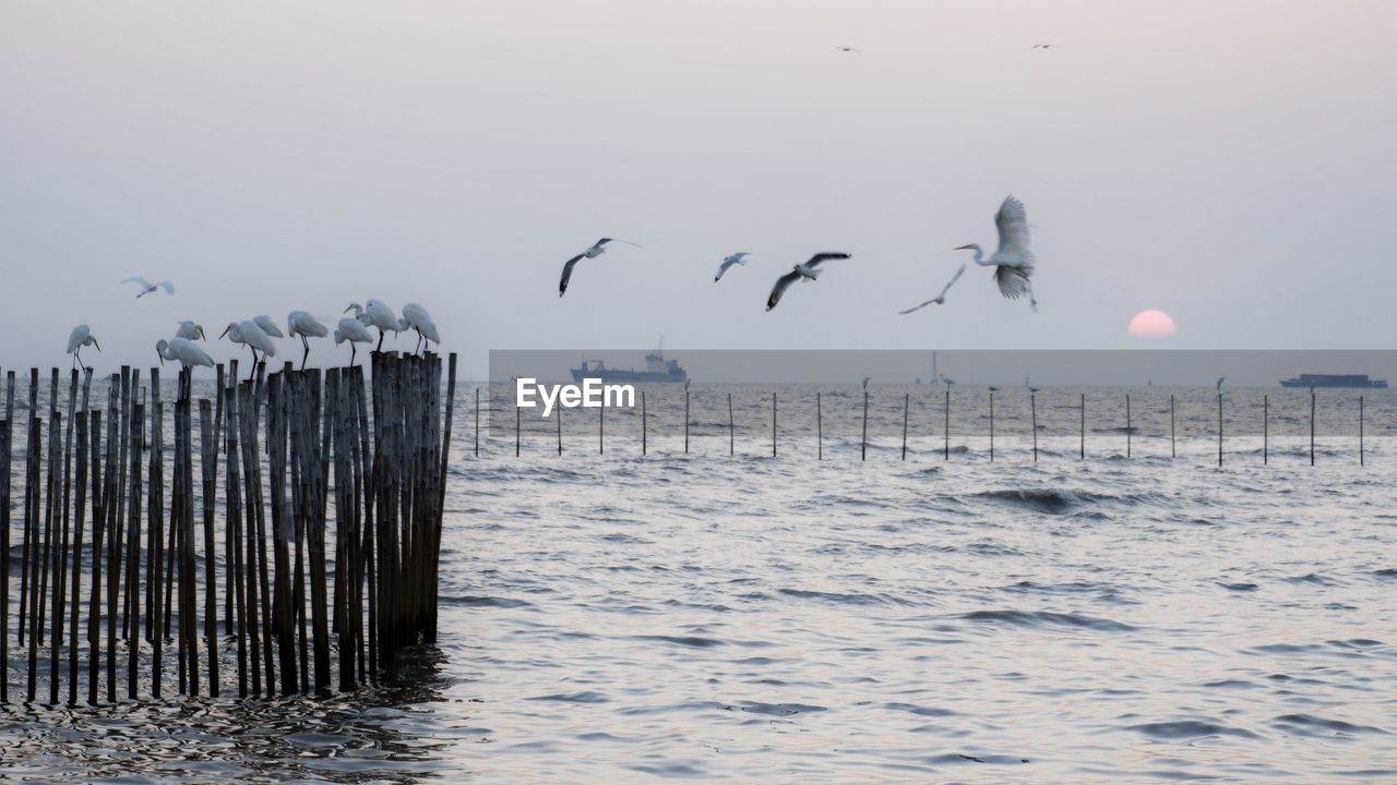 BIRDS FLYING OVER SEA