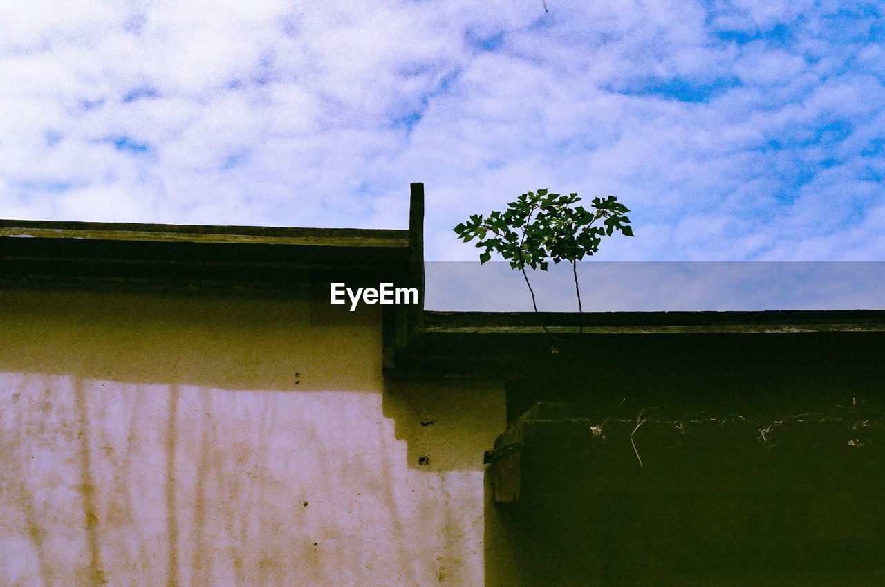 LOW ANGLE VIEW OF IVY GROWING ON HOUSE