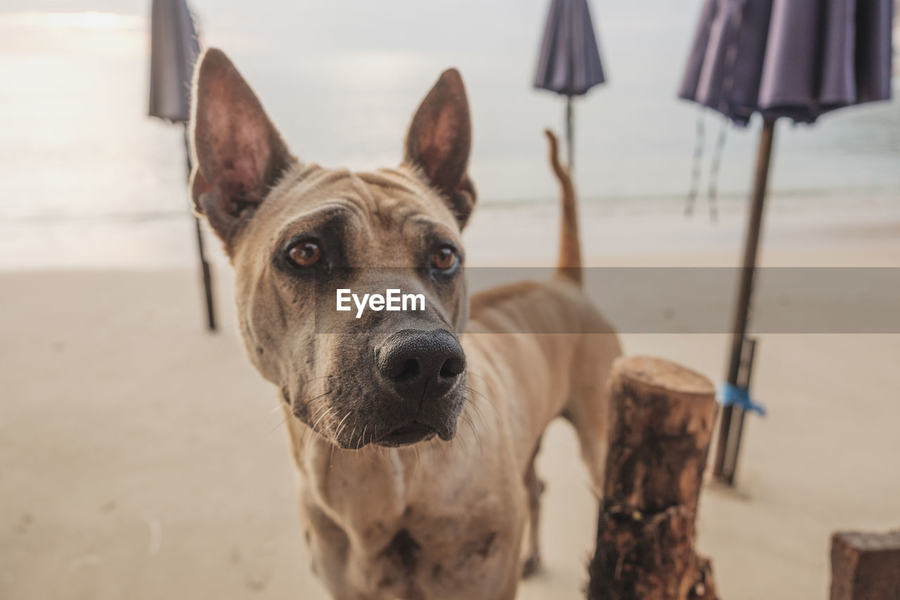 Close-up portrait of dog on beach