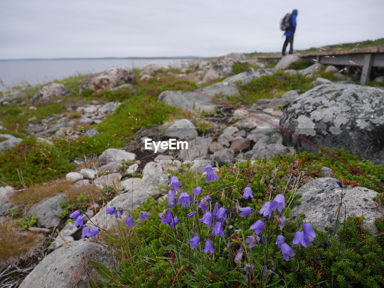 Scenic view of flowers and sea against sky