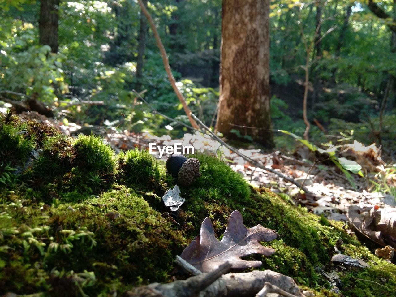 Stream flowing in forest