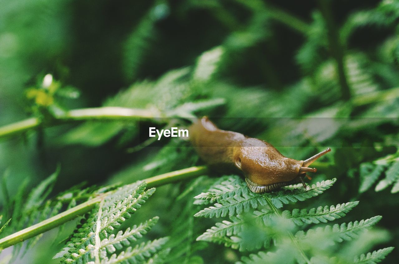 Close-up side view of slug on plants