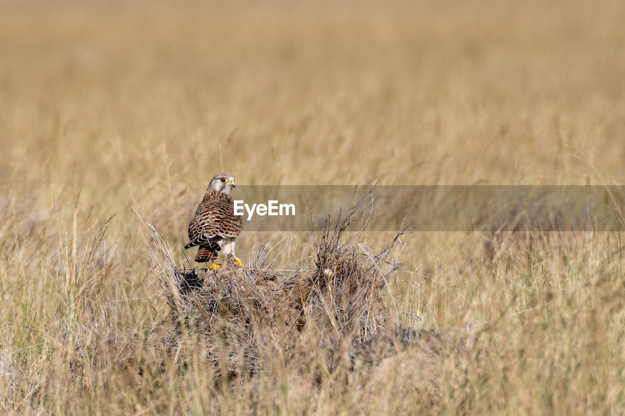 BIRD PERCHING ON A GRASS