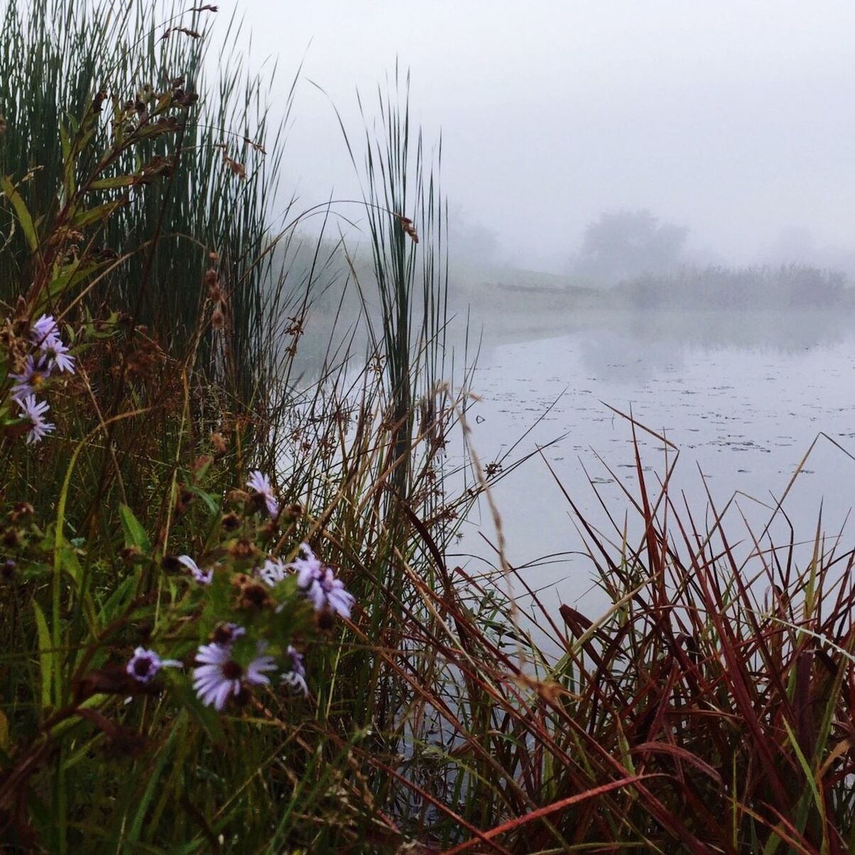 Close-up of fresh purple flower at lakeshore in foggy weather