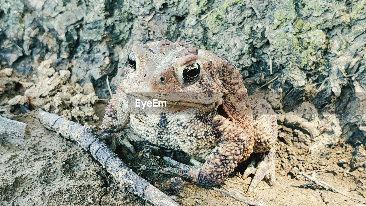 CLOSE-UP OF A FROG