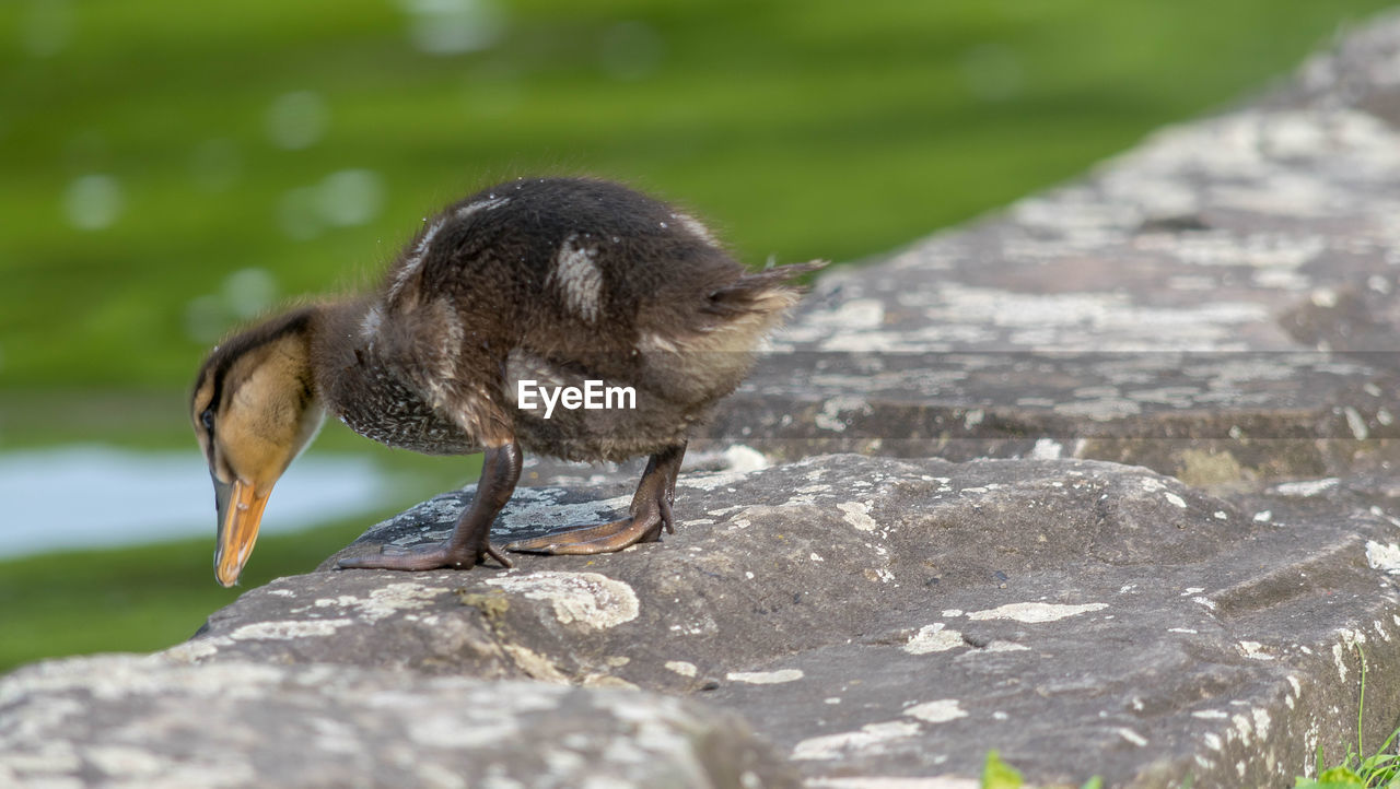 Bird standing on rock