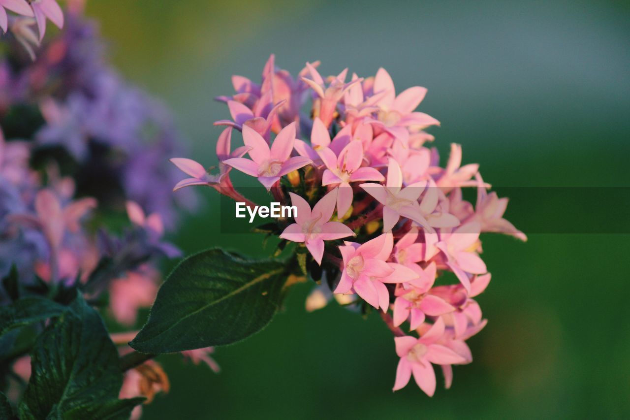 Close-up of pink flowering plant