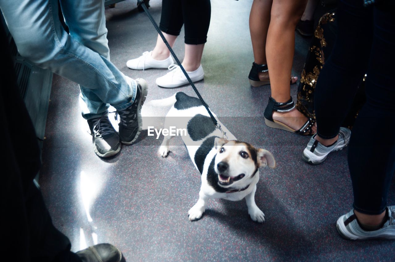 Low section of people standing with dog